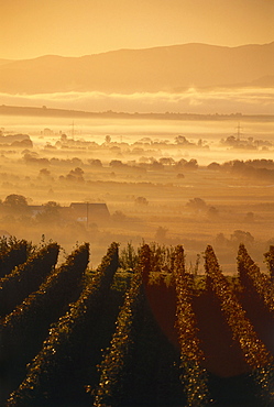 Vineyard Ihringer Winklerberg mountain, Ihringen, Baden-Wurttemberg, Germany