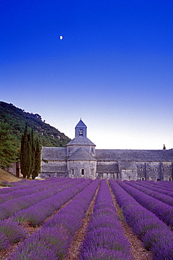 Moon above Abbaye de Senanque in lavender field, Vaucluse, Provence, France, Europe