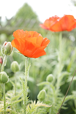 Poppy flowers