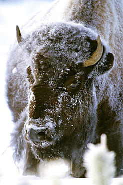 Bison covered with whitefrost, Yellowstone National Park, Wyoming, USA