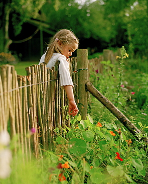 Girl (5 years) catching over a fence for flowers, Nakenstorf, Mecklenburg-Western Pomerania, Germany, MR