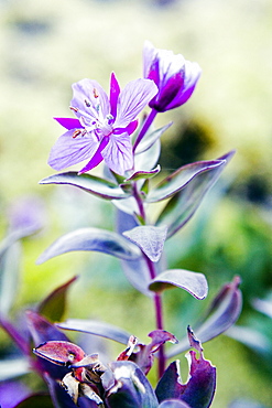 Dwarf fireweed, Epilobium latifolium, Greenlands national flower, South Greenland