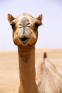 Dromedary, Desert, Dubai, UAE