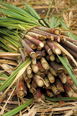 A bunch of sugar cane, Paul, Santo Antao, Cape Verde, Africa