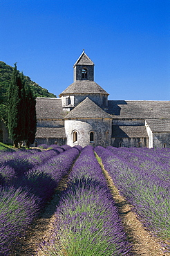 Abbaye de Senanque and lavender field under blue sky, Vaucluse, Provence, France, Europe