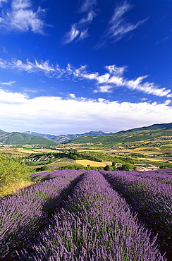 Lavender fields in a valley under clouded sky, Drome, Provence, France, Europe