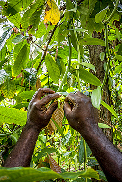 Pollinating Vanilla, Malekula, Vanuatu, South Pacific, Oceania