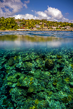 Underwater off Tanna, Vanuatu, South Pacific, Oceania