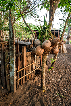 Fresh harvested coconuts, Malekula, Vanuatu, South Pacific, Oceania