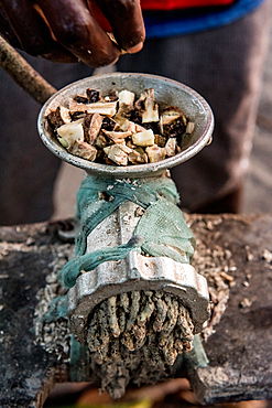 Preparation of kava, malekula, Vanuatu, South Pacific, Oceania