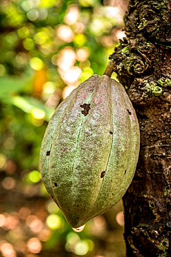 Cocoa fruit on tree, Malekula, Vanuatu, South Pacific, Oceania