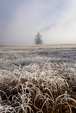 View over the hoarfrost-covered cultural landscape of the Loisach-Kochelsee Moore and the fodder meadows, Bavaria, Germany.