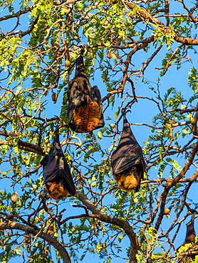 Flying foxes in tamarind tree, Pteropus rufus, Berenty Reserve, Southern Madagascar, Africa