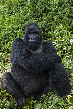 Silverback Guhonda is over 30 years old, two meters tall, weighs more than 200 kg and is the undisputed leader of the Sabyinyo group of gorillas in Volcanoes National Park, Northern Province, Rwanda, Africa