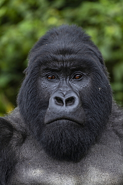 Silverback Guhonda is over 30 years old, two meters tall, weighs more than 200 kg and is the undisputed leader of the Sabyinyo group of gorillas in Volcanoes National Park, Northern Province, Rwanda, Africa