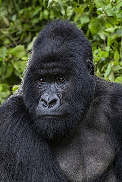 Silverback Guhonda is over 30 years old, two meters tall, weighs more than 200 kg and is the undisputed leader of the Sabyinyo group of gorillas in Volcanoes National Park, Northern Province, Rwanda, Africa