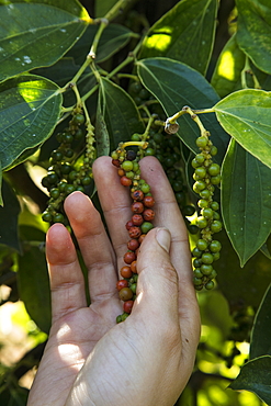 Hand of woman handling fresh peppercorns from the Thuan Dong Pepper Farm, Cua Can, Phu Quoc Island, Kien Giang, Vietnam, Asia