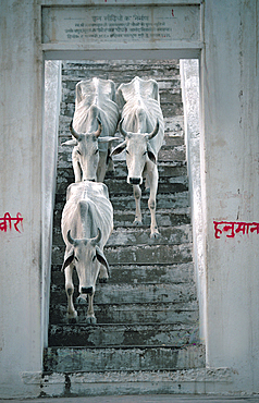 3 Indian, holy cows, descending a flight of stairs inside a village in Rahjastan, India