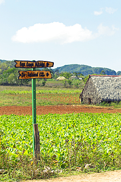 Wooden street sign in a crop field in Viñales Valley, Cuba