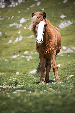 Horse in the meadow of the Faroe Islands in the sun