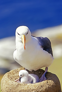 A black-browned albatross (Thalassarche melanophris) with its chick, Saunders Island, Falkland Islands, South America