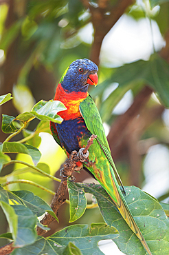 Rainbow Lorikeet (Trichoglossus haematodus) sitting on a twig, Lone Pine Koala Sanctuary, Brisbane, Queensland, Australia