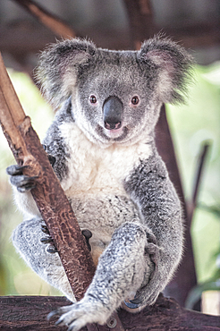 Koala (Phascolarctos Cinereous), Brisbane, Queensland, Australia