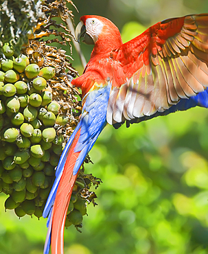 Scarlet Macaw (Ara macao) perching on a tree, Corcovado National Park, Osa Peninsula, Costa Rica