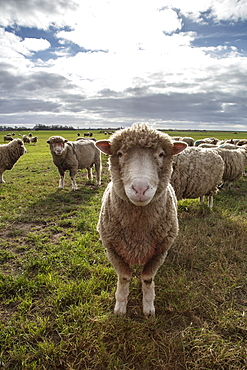 Texel sheep in a meadow, near Oudeschild, Texel, West Frisian Islands, Friesland, Netherlands, Europe