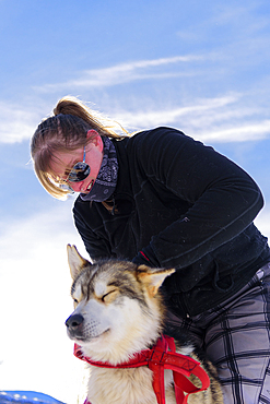 Sled dog is harnessed, Björn Klauer's husky farm, Bardufoss, Norway