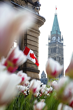 Tower of Parliament Buildings seen through tulips with Canadian national flag on building, Ottawa, Ontario, Canada, North America