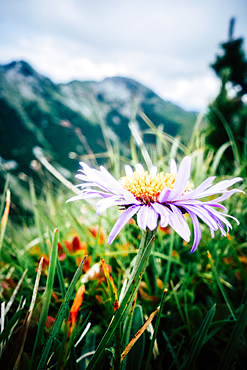 Flower in mountain landscape in spring Estergebirge