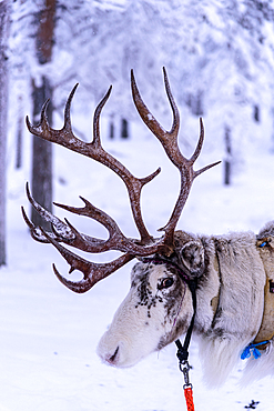 Reindeer tour for tourists at Levi, Finland