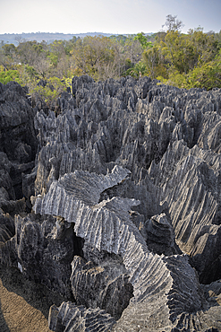 sharp-edged karst landscape, Tsingy de Bemaraha National Park, Madagascar, Mahajanga Province, Africa, UNESCO World Heritage Site