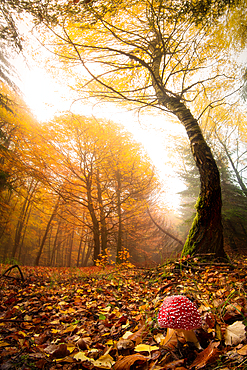 Autumn forest near Heringen, Hesse, Germany