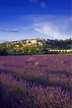 View over lavender fields to the village Sault, Vaucluse, Provence, France, Europe