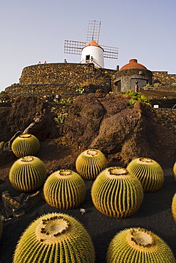 Windmill and cacti, botanical garden, Jardin de Cactus, artist and architect Cesar Manrique, Guatiza, UNESCO Biosphere Reserve, Lanzarote, Canary Islands, Spain, Europe