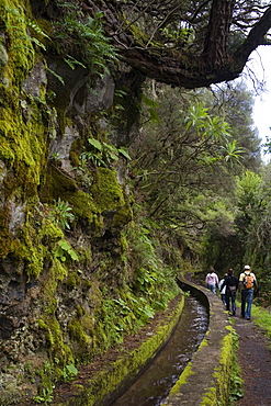 Family hiking through a water channel, moss, Galeria de agua, Fuentes Marcos y Cordero, natural preserve, Parque Natural de las Nieves, east side of extinct volcanic crater, Caldera de Taburiente, above San Andres, UNESCO Biosphere Reserve, La Palma, Canary Islands, Spain, Europe