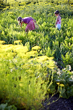 Two girls (6-9 years) in vegetable patch, Lower Saxony, Germany