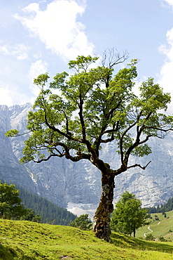 Mountain scenery with tree, Eng, Karwendel, Tyrol, Austria