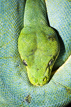 Green Tree Python, Morelia viridis, Indonesia, West Papua, Misool