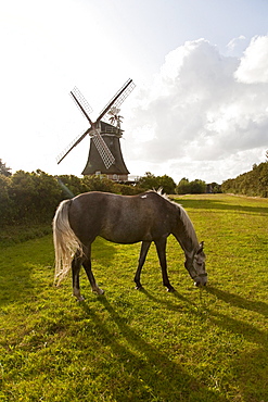 Horse on pasture, windmill in background, Oldsum, Foehr island, Schleswig-Holstein, Germany