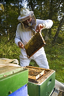 beekeeper, with smoke pipe, harvests honey from hives, Lower Saxony, Germany