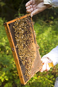 beekeeper, with smoke pipe, harvests honey from hives, Lower Saxony, Germany