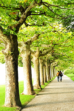 Alley of plane trees at Lake Como, Lombardy, Italy