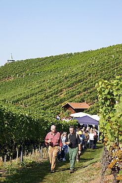 Vineyard hiking, Oberkirch, Baden-Wurttemberg, Germany