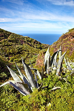 Agave in the sunlight, Santo Domingo de Garafia, La Palma, Canary Islands, Spain, Europe