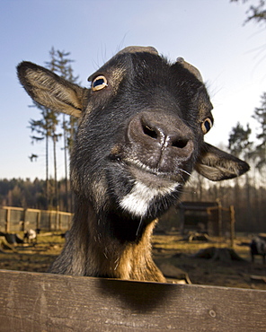 Domestic goat portrait, Capra hircus, Germany, Bavaria