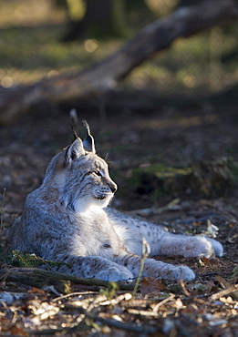 Lynx, Felis lynx, Germany, Bavaria