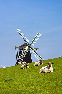 Windmill Nordermuehle and Sheep, Pellworm Island, North Frisian Islands, Schleswig-Holstein, Germany